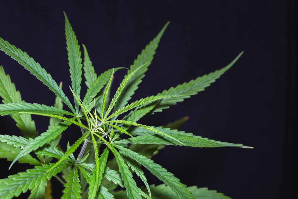 cannabis sativa plant against black background