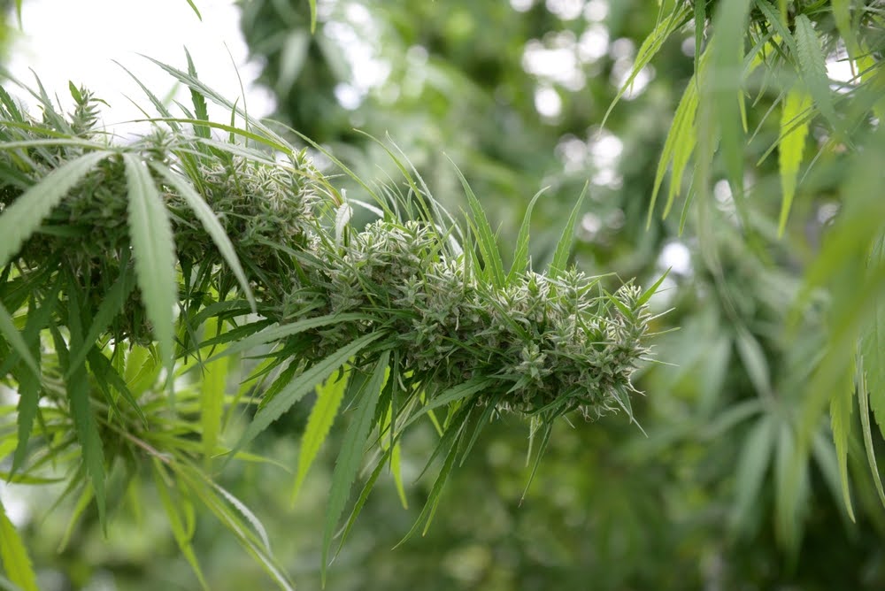 closeup of a cannabis plant in a field