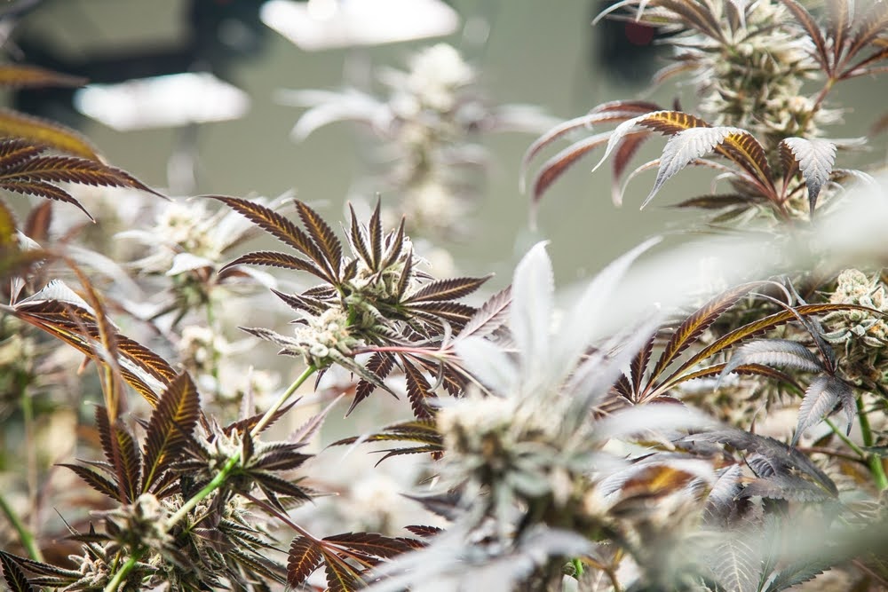 help and cannabis flower indoor growth close-up
