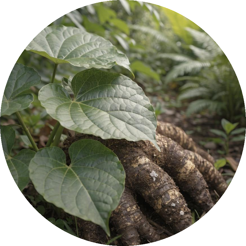 Kava Root Extract